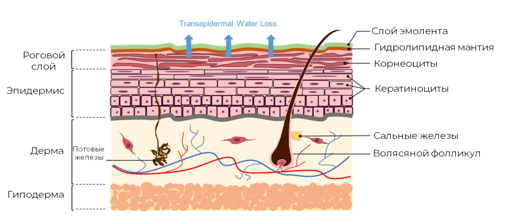 Строение кожи.png