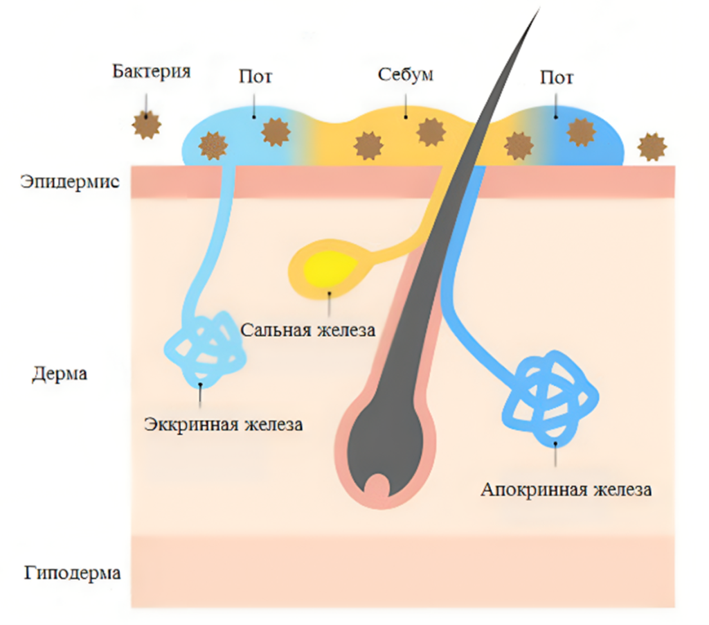 Схематичное изображение расположения потовых желез [4].png