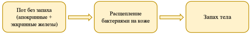 Формирование запаха.png
