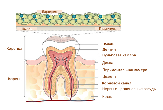 строение зуба.png